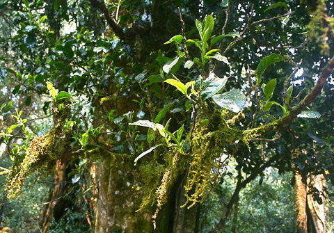 Sacred Hundred Years Tea Tree