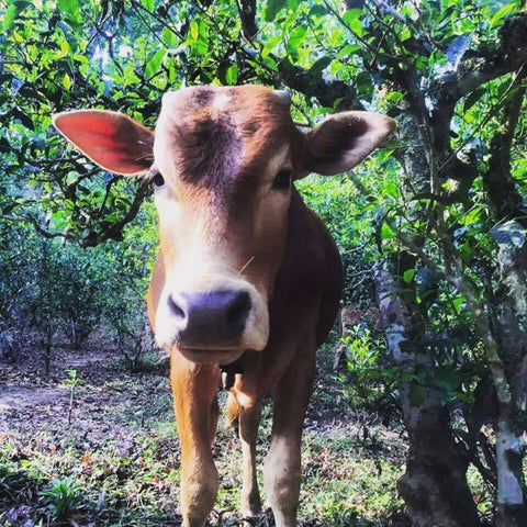 UNESCO World Heritage Site-Jing Mai Mountain Hundreds Year Old Wild Tea Tree- Mini Disc 景邁山放野老茶樹 (Unfermented PuEr)