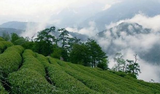 Tea fields