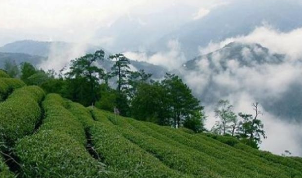 Tea fields