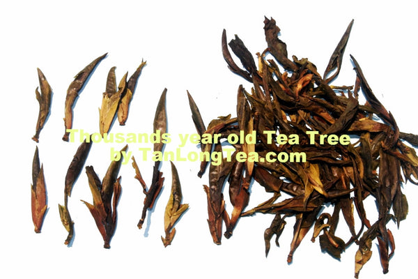Wild Thousand Years Ancient Tree Tea Buds
