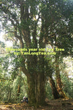 Wild Thousand Years Ancient Tree Tea Tree