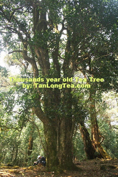 Wild Thousand Years Ancient Tree Tea Tree