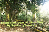 Wild Thousand Years Ancient Tree Tea Tree