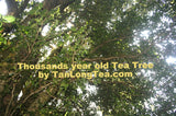Wild Thousand Years Ancient Tree Tea Tree