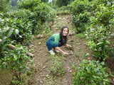 Leaves collected from the old tea trees at LingCang area, where the tea trees grow on high mountains. During the winter, the temperature drops beyond 0 on the top of the mountain. When the Spring arrived, the ice melted, became spring water, running down from the top of the mountain to the tea garden, nourishing the tea trees. 