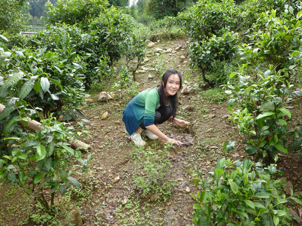 Leaves collected from the old tea trees at LingCang area, where the tea trees grow on high mountains. During the winter, the temperature drops beyond 0 on the top of the mountain. When the Spring arrived, the ice melted, became spring water, running down from the top of the mountain to the tea garden, nourishing the tea trees. 