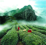 Mineral Rock WuYi Mountain Tea Field