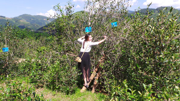 The Home for Butterflies-LanCang Rier Basin- XiGui ManLu Mountain Ancient Tea Tree 2013 昔歸古樹
