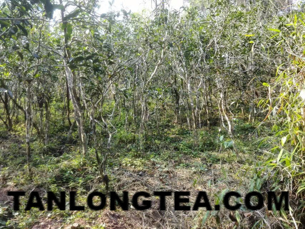 2021 spring ancient tree ManSong- Once the Imperial Tribute Tea- Rare Mystical ManSong Tea Forest 曼松貢茶