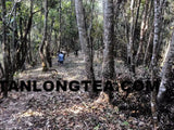2021 spring ancient tree ManSong- Once the Imperial Tribute Tea- Rare Mystical ManSong Tea Forest 曼松貢茶