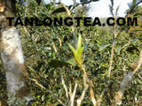 2021 spring ancient tree ManSong- Once the Imperial Tribute Tea- Rare Mystical ManSong Tea Forest 曼松貢茶