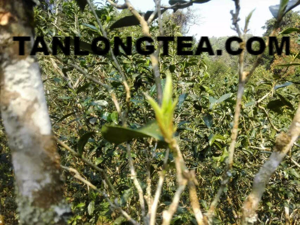 2021 spring ancient tree ManSong- Once the Imperial Tribute Tea- Rare Mystical ManSong Tea Forest 曼松貢茶