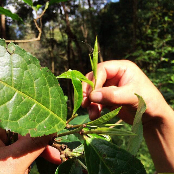 2021 spring ancient tree ManSong- Once the Imperial Tribute Tea- Rare Mystical ManSong Tea Forest 曼松貢茶