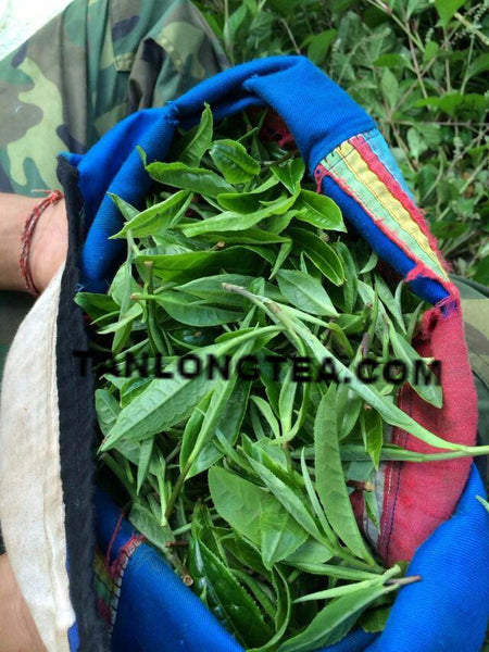 2021 spring ancient tree ManSong- Once the Imperial Tribute Tea- Rare Mystical ManSong Tea Forest 曼松貢茶