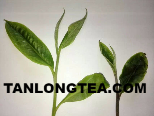 2021 spring ancient tree ManSong- Once the Imperial Tribute Tea- Rare Mystical ManSong Tea Forest 曼松貢茶
