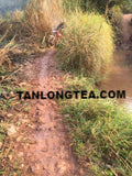 2021 spring ancient tree ManSong- Once the Imperial Tribute Tea- Rare Mystical ManSong Tea Forest 曼松貢茶