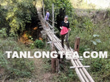2021 spring ancient tree ManSong- Once the Imperial Tribute Tea- Rare Mystical ManSong Tea Forest 曼松貢茶
