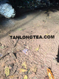2021 spring ancient tree ManSong- Once the Imperial Tribute Tea- Rare Mystical ManSong Tea Forest 曼松貢茶