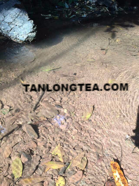 2021 spring ancient tree ManSong- Once the Imperial Tribute Tea- Rare Mystical ManSong Tea Forest 曼松貢茶