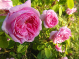 Pink French Rose *All Natural*